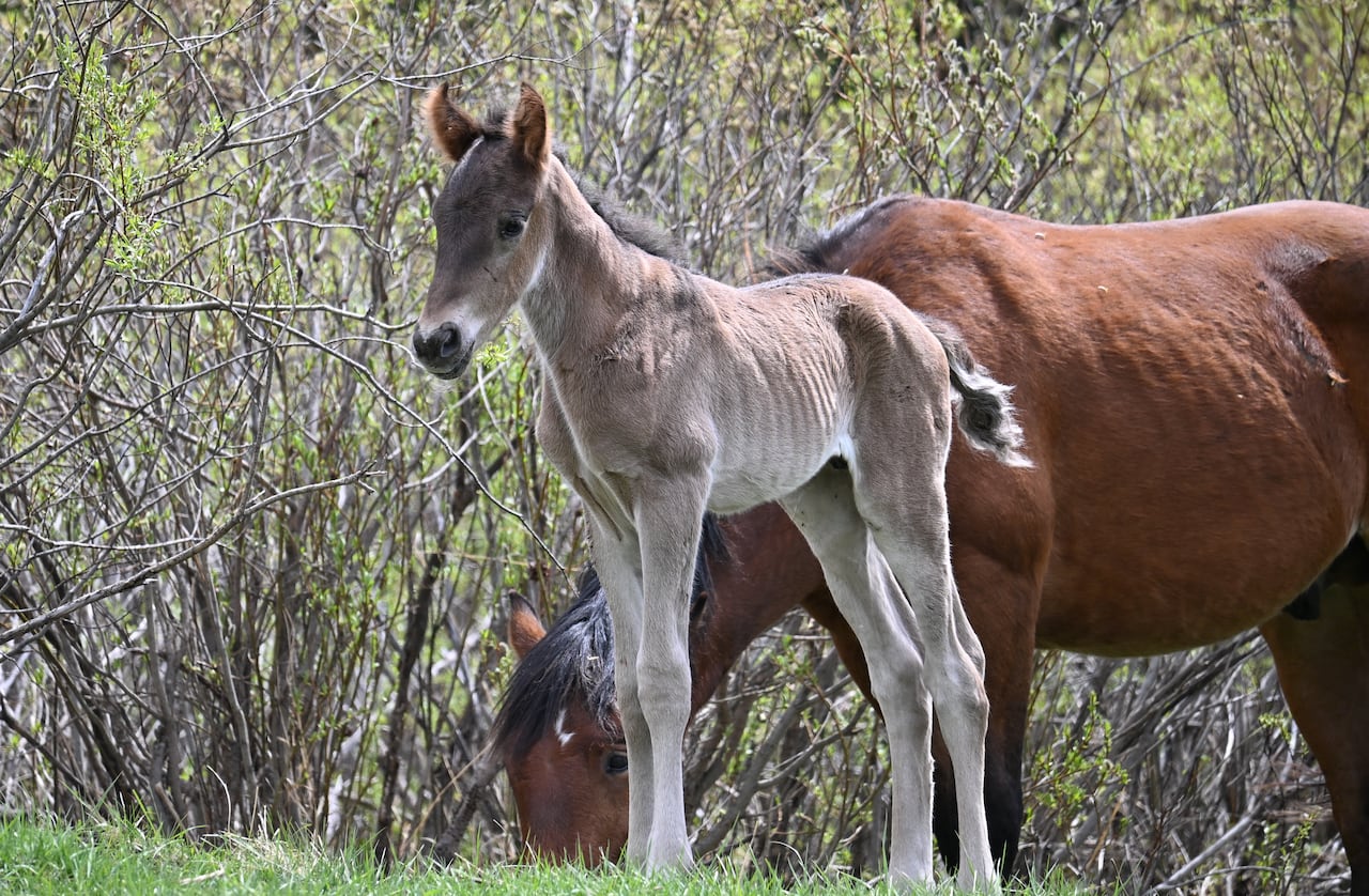 A horse foal.