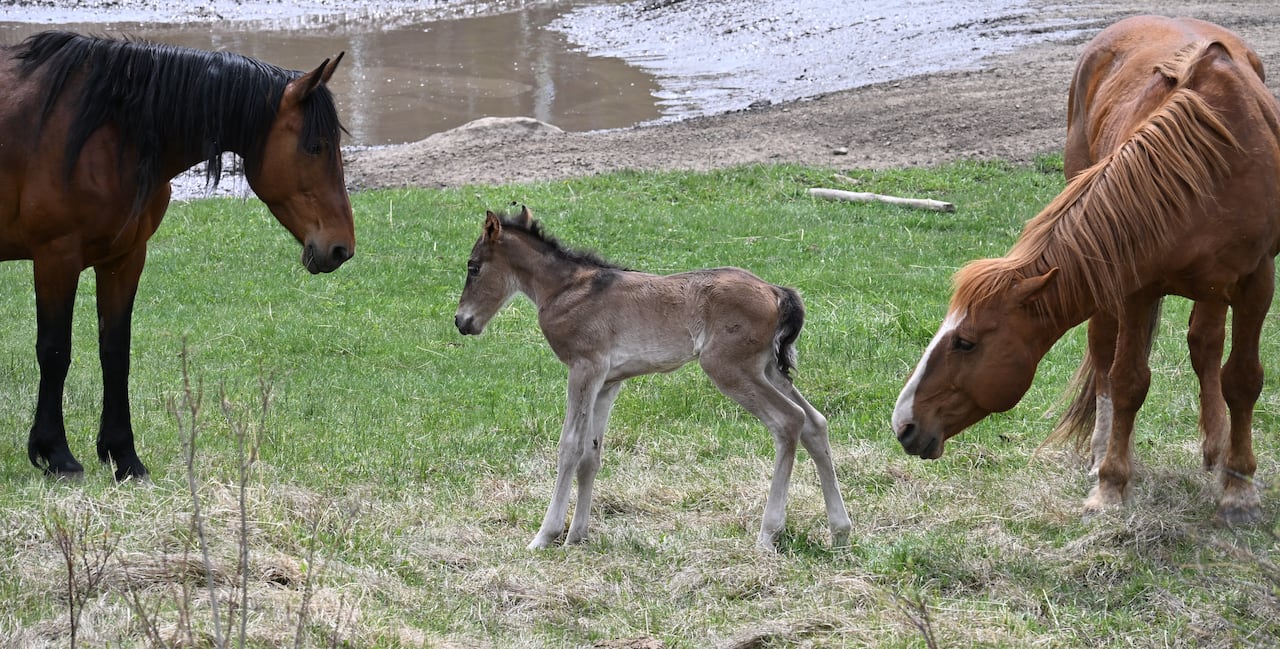 A baby horse between two adult horses.