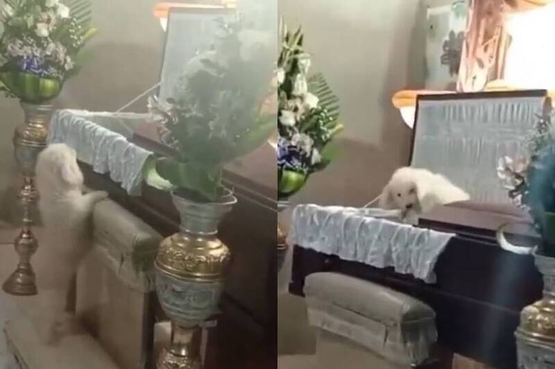 墨西哥一只狗狗跳入主人的棺材中「道别」。 （图撷取自X@@momentoviral）